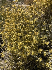 Ephedra californica