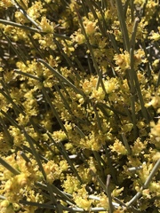Ephedra californica