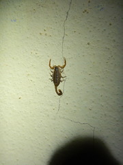 Centruroides baergi