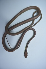 Dendrelaphis underwoodi