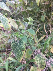 Mesosphaerum pectinatum