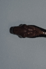 Dendrelaphis underwoodi