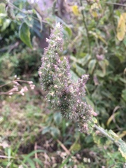 Mesosphaerum pectinatum