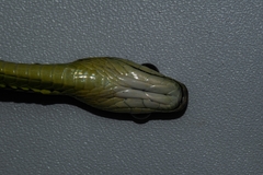 Dendrelaphis underwoodi