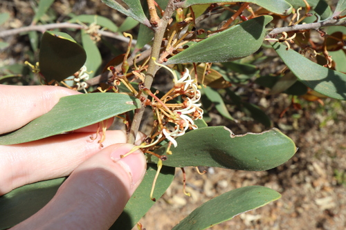 Image of Hakea pandanicarpa by (c) Thomas Mesaglio, some rights reserved (CC BY)