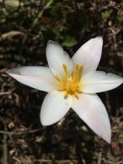 Tulipa clusiana