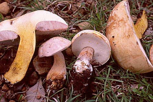 Fistulinella wolfeana