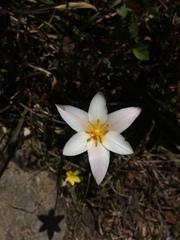 Tulipa clusiana