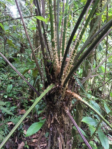 Cyathea leucofolis