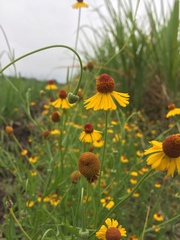 Helenium quadridentatum