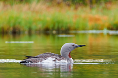 Red-Throated Loon photo 2