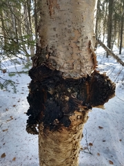 Inonotus obliquus sterilis