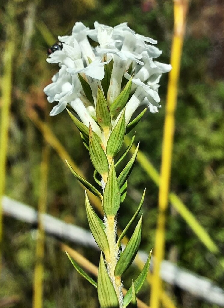 swamp heath