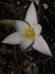 Tulipa clusiana
