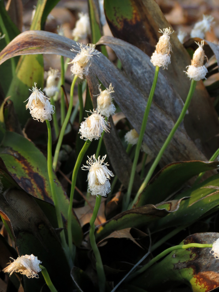 Carex sect. Leucocephalae