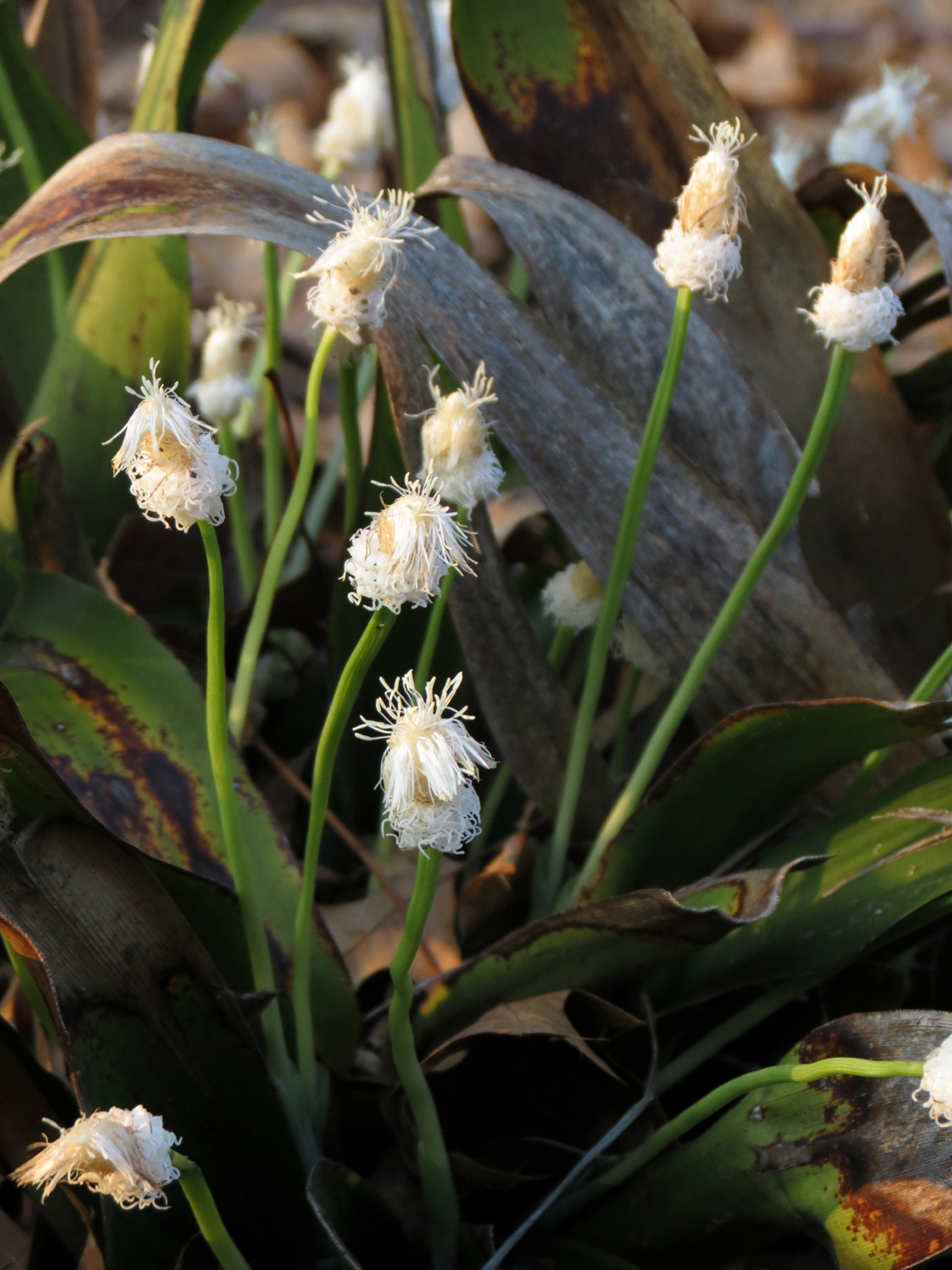 Carex fraseriana
