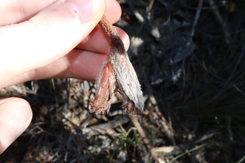 Image of Patersonia lanata by (c) Thomas Mesaglio, some rights reserved (CC BY)