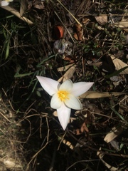 Tulipa clusiana