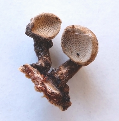 Porodisculus pendulus