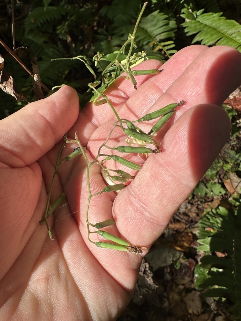 tall rattlesnake root from Brushy Lake, Bankhead NF, Winston County, AL ...