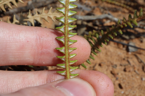 Image of Banksia obtusa by (c) Thomas Mesaglio, some rights reserved (CC BY)