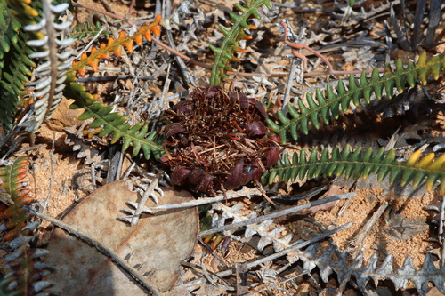 Image of Banksia obtusa by (c) Thomas Mesaglio, some rights reserved (CC BY)