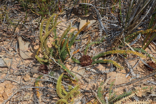 Image of Banksia obtusa by (c) Thomas Mesaglio, some rights reserved (CC BY)