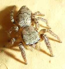 Salticidae