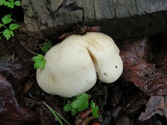 Ossicaulis lignatilis