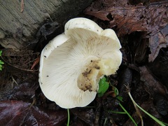 Ossicaulis lignatilis
