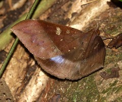 Ischyja manlia