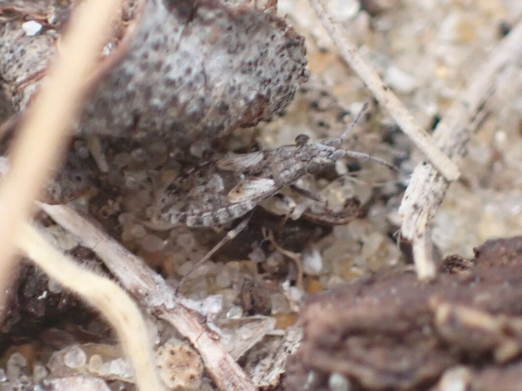 Lepionysiini