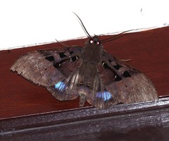 Ischyja marapok