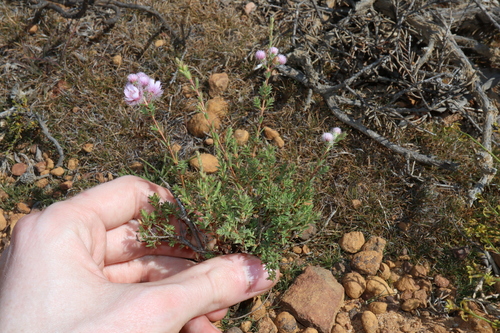 Image of Verticordia pennigera by (c) Thomas Mesaglio, some rights reserved (CC BY)