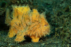 Striated Frogfish photo 3