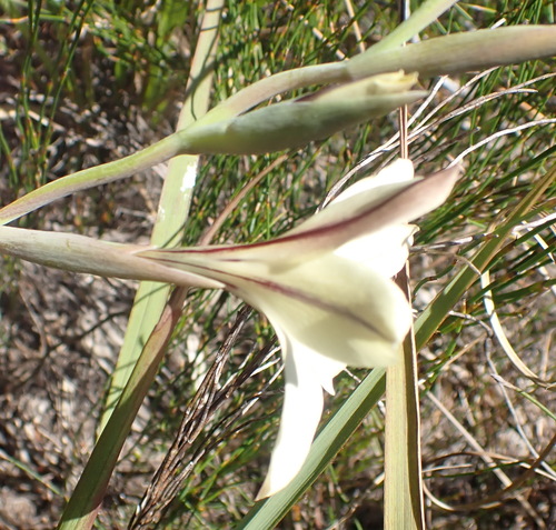 Image of Gladiolus grandiflorus by (c) Nicola van Berkel, some rights reserved (CC BY-SA)