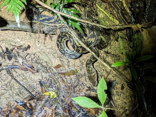 Australian Scrub Python sighting