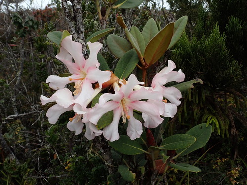 Rhododendron konori observed 2023-10-03