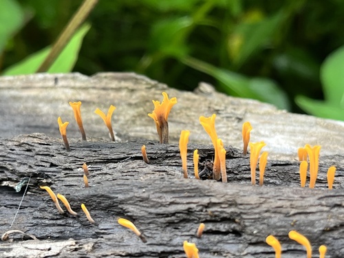 Dacrymyces spathularia