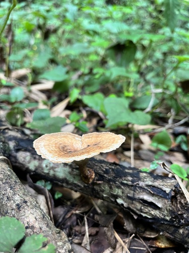 Microporus longisporus