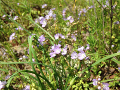 Phacelia glabra