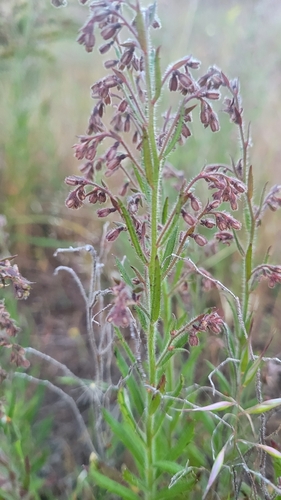 Image of Hill Raspwort (Gonocarpus elatus) by (c) Eamonn Culhane, some rights reserved (CC BY)