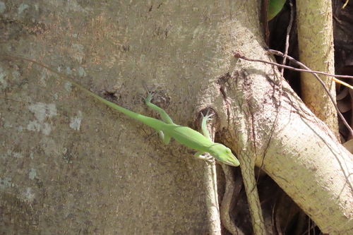 Cuban Green Anole