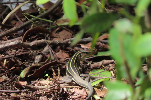 Auber's Ameiva