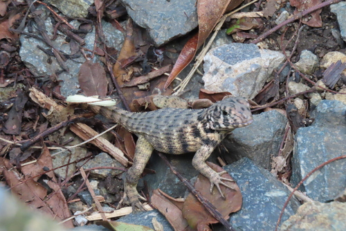 Northern Curly-tailed Lizard