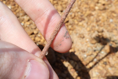 Image of Patersonia lanata by (c) Thomas Mesaglio, some rights reserved (CC BY)