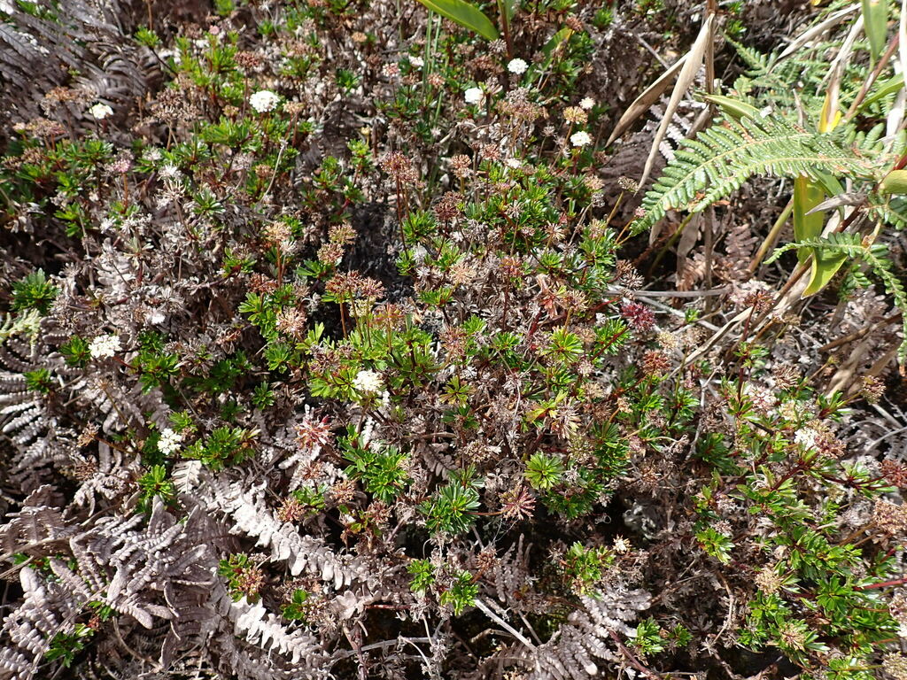 Trachymene koebrensis
