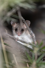 Tasmanian Pygmy Possum photo 4