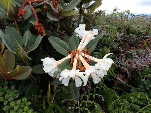 Rhododendron konori observed 2023-10-05