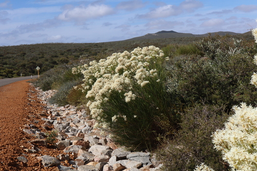 Conospermum teretifolium (Conospermum teretifolium)